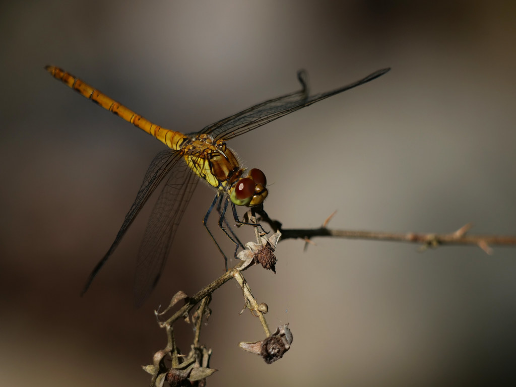 Blutrote Heidelibelle . Sympetrum sanguineum  (Müller 1764) . Sympétrum rouge sang . Ruddy Darter . Bloedrode heidelibel