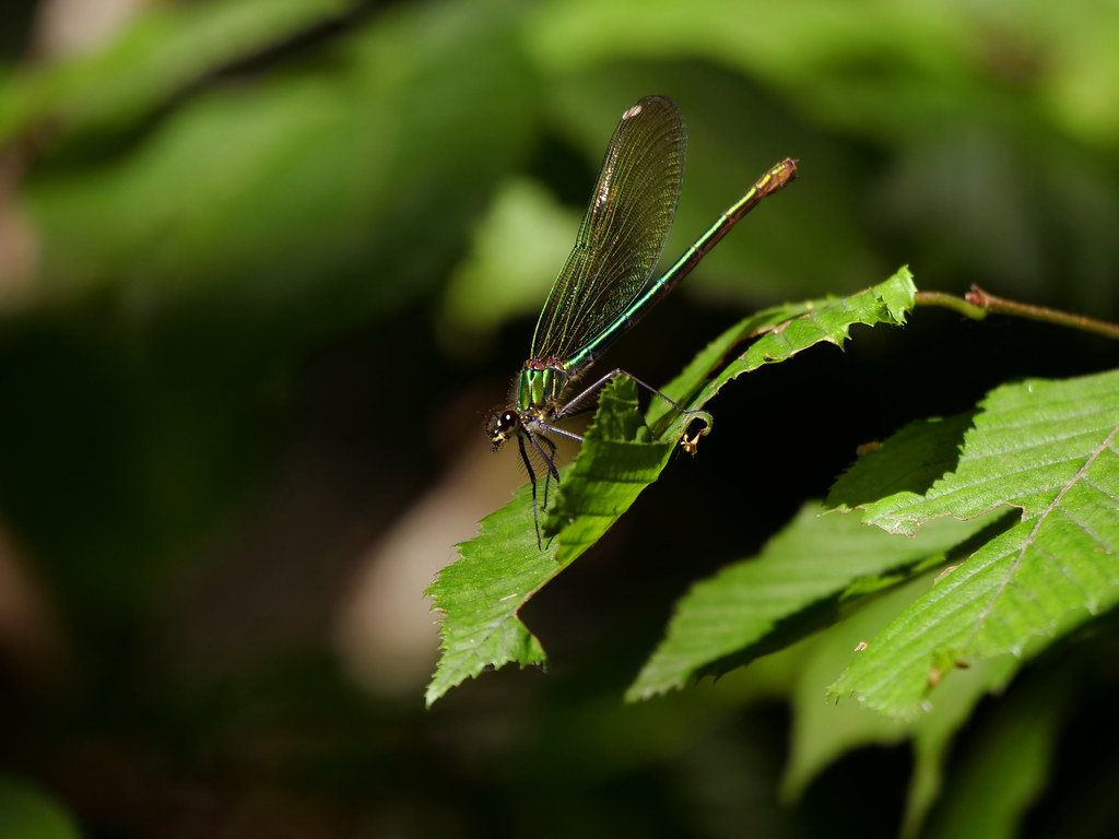 Gebänderte Prachtlibelle . Calopteryx splendens (Harris 1780) . Caloptéryx éclatant . Banded demoiselle . Weidebeekjuffer