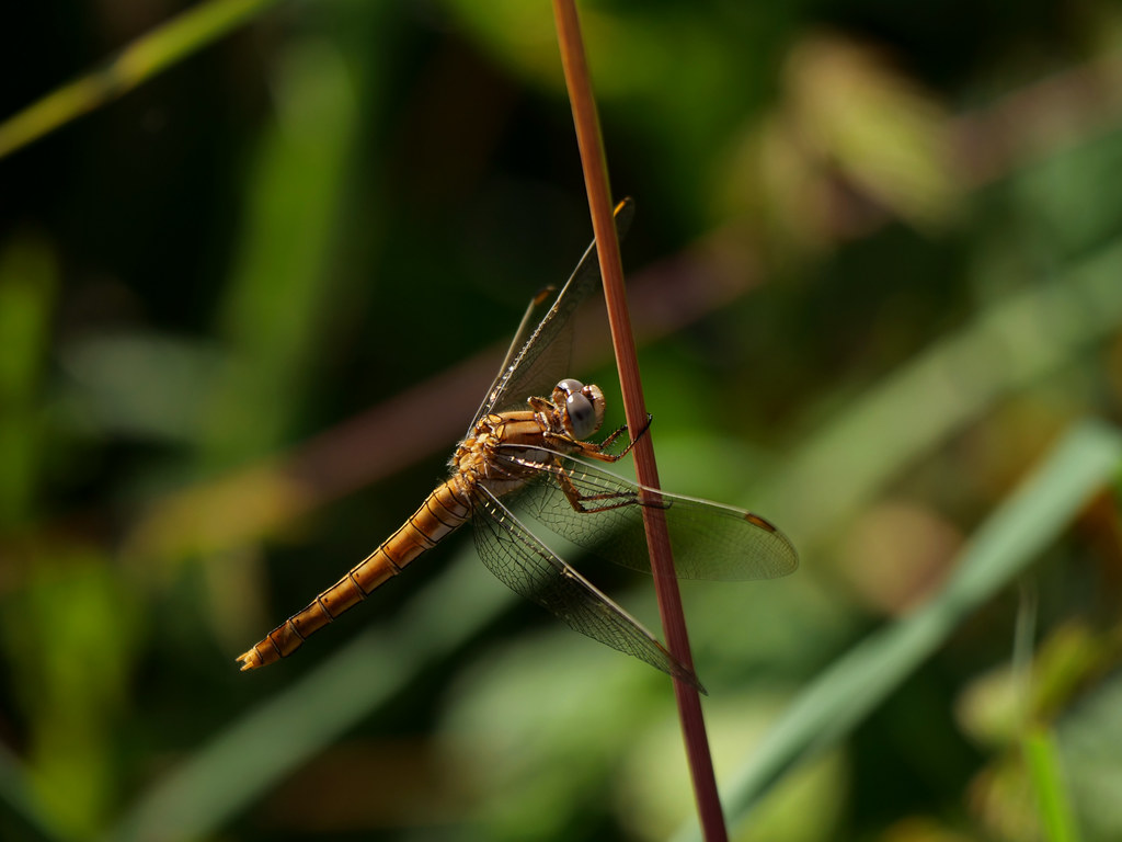 Südlicher Blaupfeil . Orthetrum brunneum (Fonscolombe, 1837) . Orthétrum brun . Southern skimmer . Zuidelijke oeverlibel