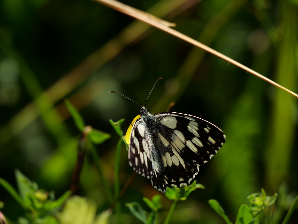 Schachbrett / Damenbrett . Melanargia galathea (Linnaeus, 1758) . Demi-deuil . Marbled white . Dambord