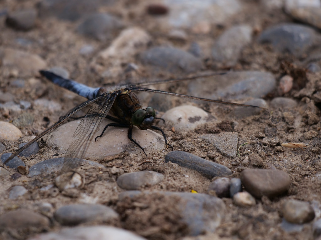 Großer Blaupfeil . Orthetrum cancellatum (Linnaeus 1758) . Orthétrum réticulé . Black-tailed skimmer . Gewone oeverlibel