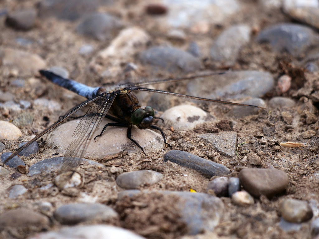 Großer Blaupfeil . Orthetrum cancellatum (Linnaeus 1758) . Orthétrum réticulé . Black-tailed skimmer . Gewone oeverlibel