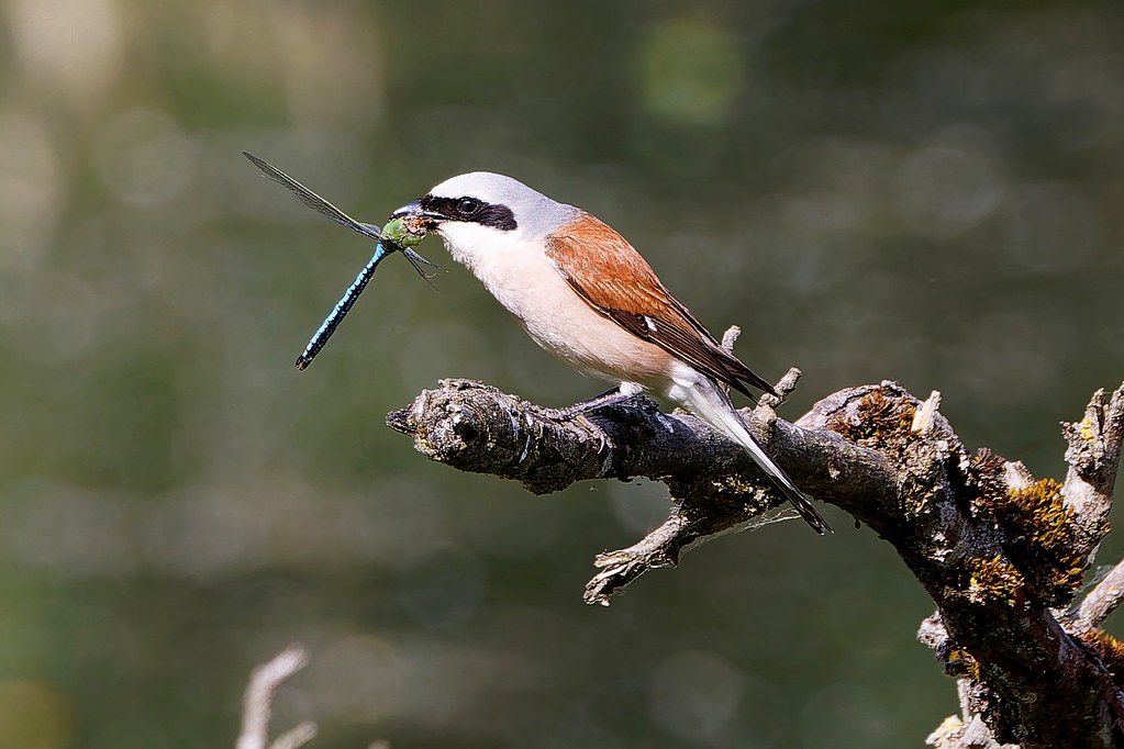 La pie-grièche écorcheur – Neuntöter – Red-backed Shrike.