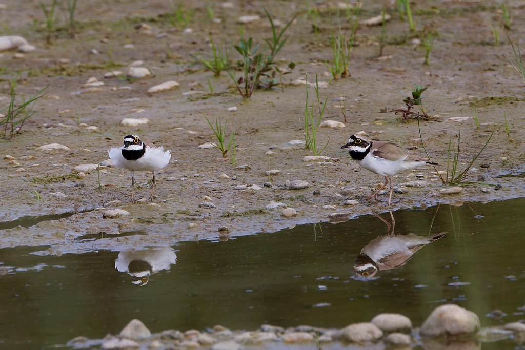 Petit Gravelot – Flussregenpfeifer – Little Ringed Plover. Réserve naturelle de la Petite Camargue alsacienne