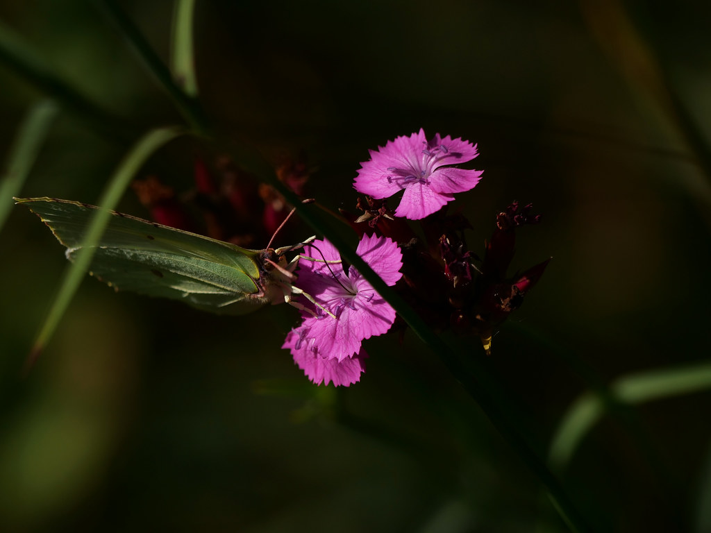 Zitronenfalter . Gonepteryx rhamni (Linnaeus, 1758) . Citron . Common brimstone . Citroenvlinder, auf Kartäusernelke . Dianthus carthusianorum L.