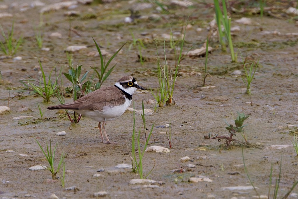 Petit Gravelot – Flussregenpfeifer – Little Ringed Plover. Réserve naturelle de la Petite Camargue alsacienne