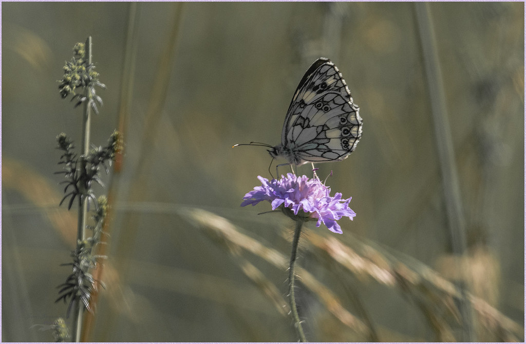 Papillon