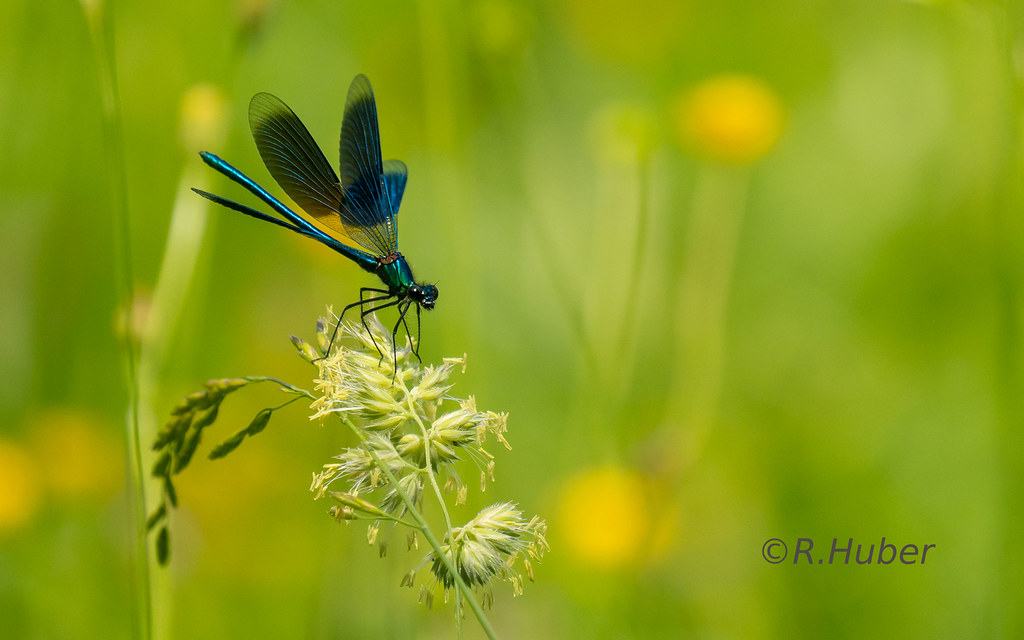 ©-R,Huber-blauflügelike-Prachtlibelle