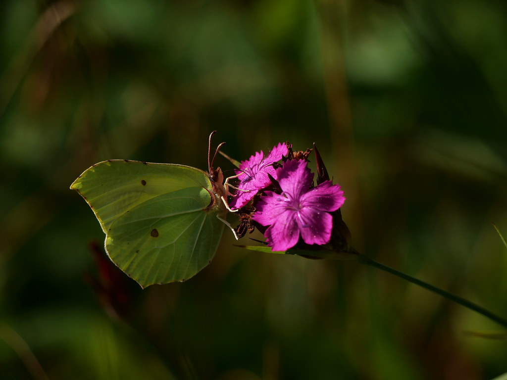 Zitronenfalter . Gonepteryx rhamni (Linnaeus, 1758) . Citron . Common brimstone . Citroenvlinder, auf Kartäusernelke . Dianthus carthusianorum L.