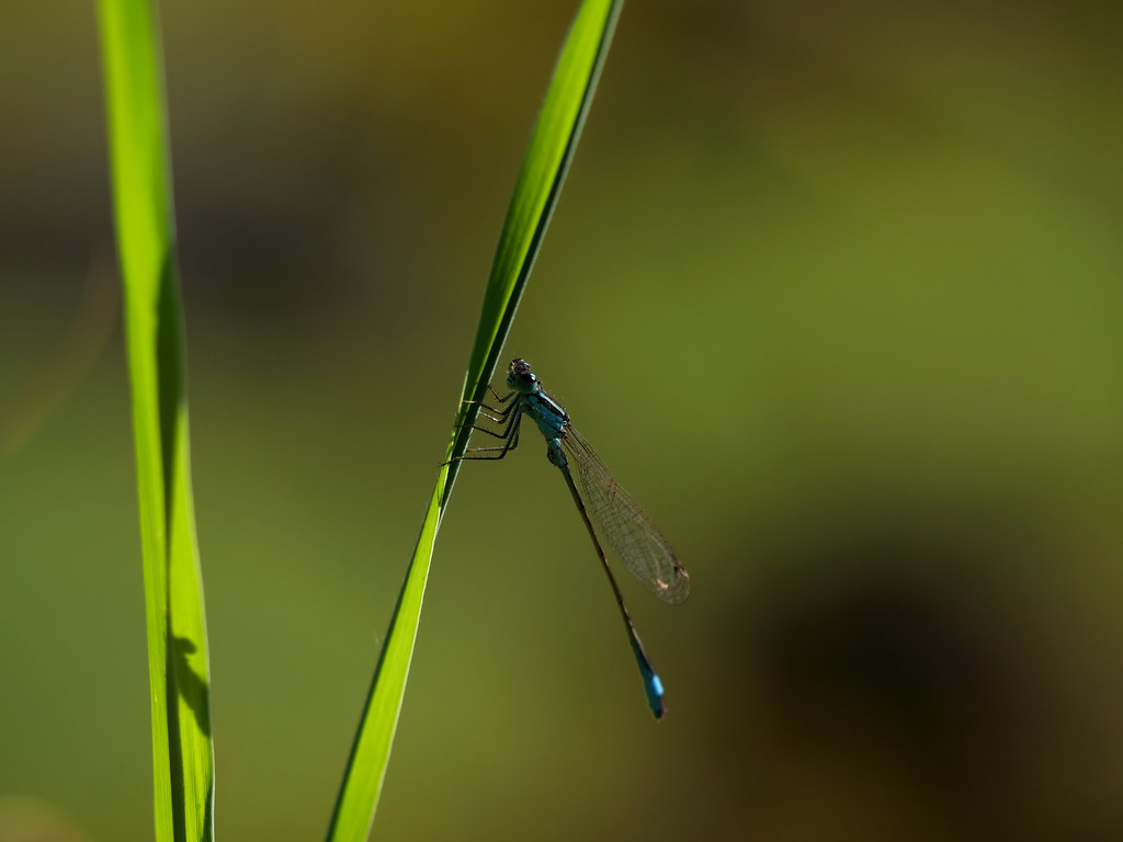 Große Pechlibelle . Ischnura elegans  (Vander Linden, 1820) . Agrion élégant . Blue-tailed damselfly . Lantaarntje