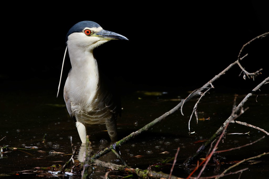Héron bihoreau gris – Nachtreiher – Black-crowned Night Heron (Nycticorax nycticorax)