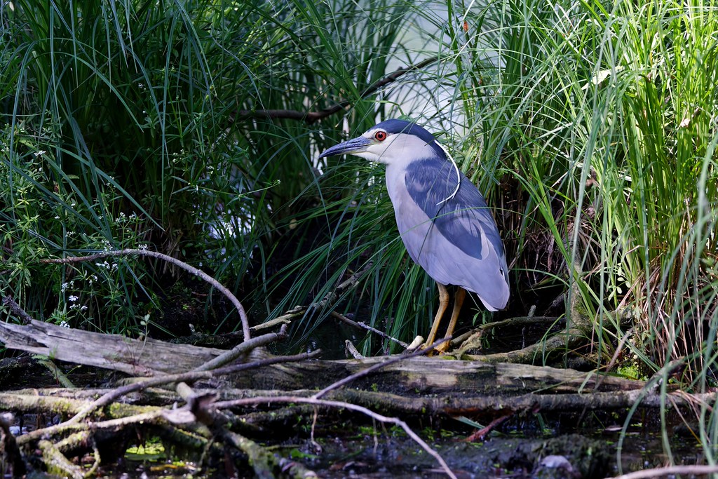 Héron bihoreau gris – Nachtreiher – Black-crowned Night Heron (Nycticorax nycticorax)