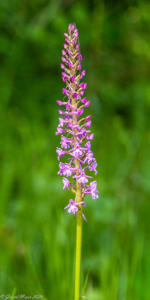 Orchis moucheron.