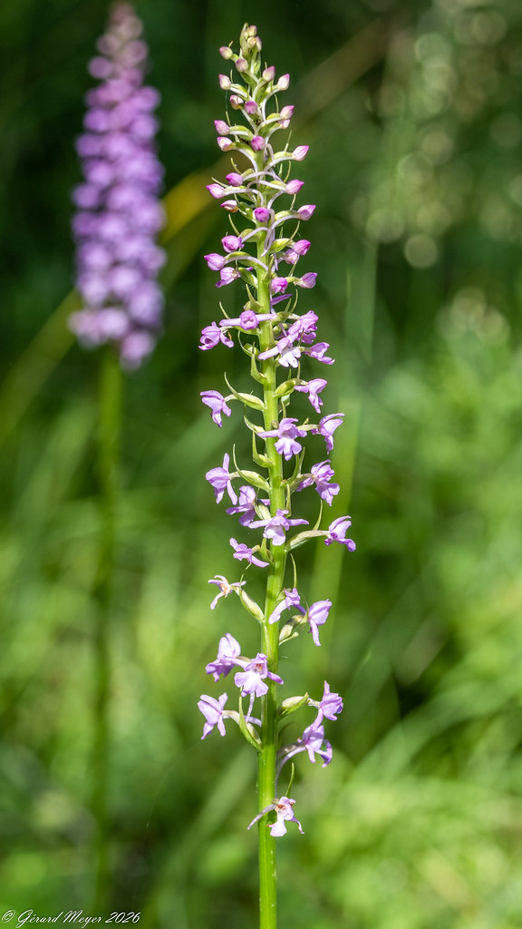 Orchis moucheron.