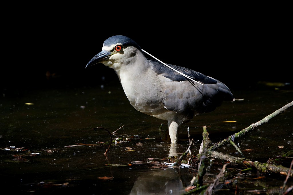 Héron bihoreau gris – Nachtreiher – Black-crowned Night Heron (Nycticorax nycticorax)