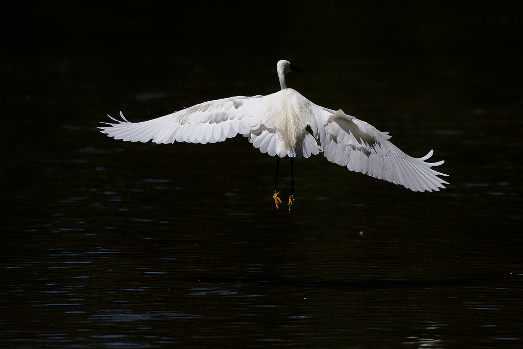 Aigrette garzette  / Egretta garzetta