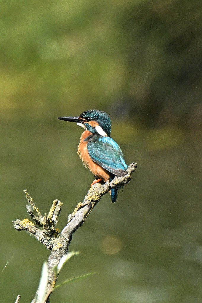 Kingfisher