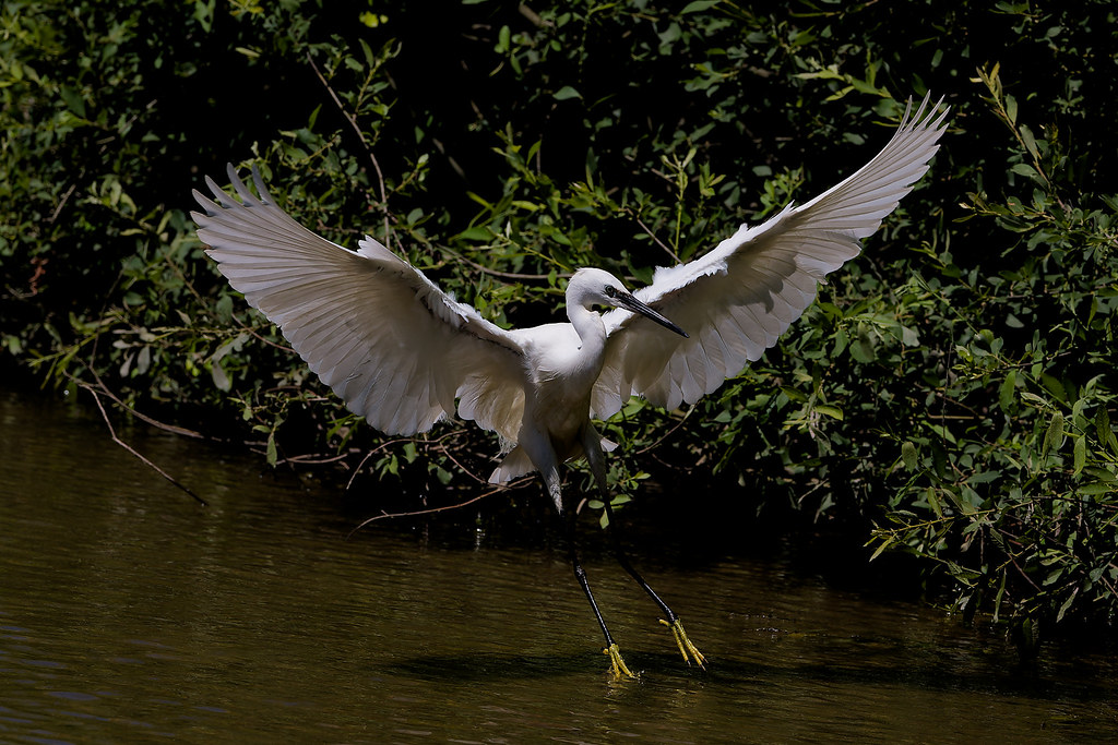 Aigrette garzette  / Egretta garzetta