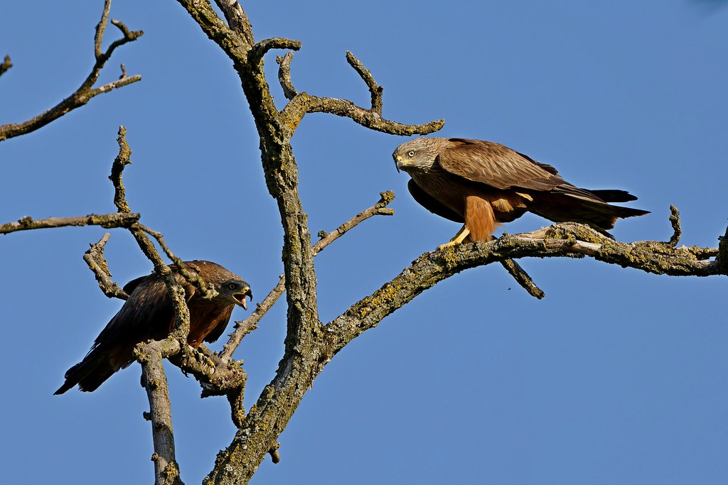 Couple milan noir - Black Kite - Schwarzmilan