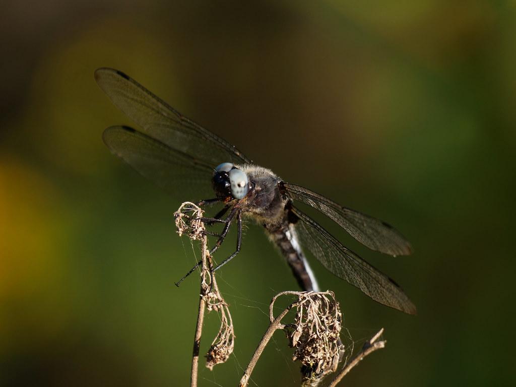 Spitzenfleck . Libellula fulva (Müller 1764) . Libellule fauve . Scarce chaser . Bruine korenbout