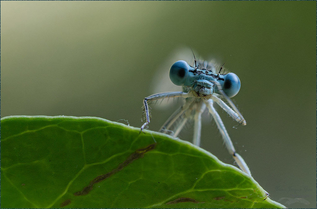 Agrion