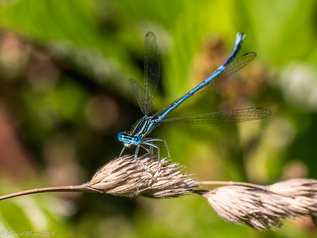 Agrion à larges pattes.(m)