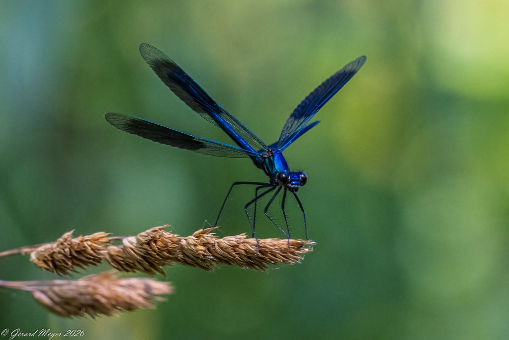 Caloptèrix éclatant.(m)