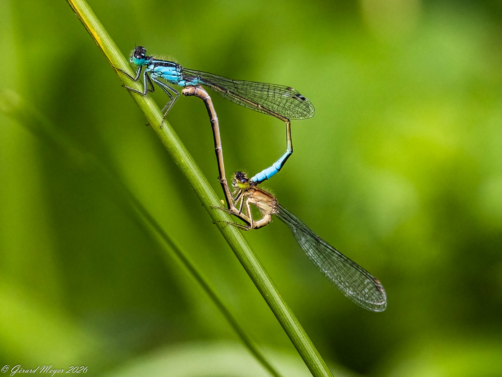 Agrion élégant.accouplement.
