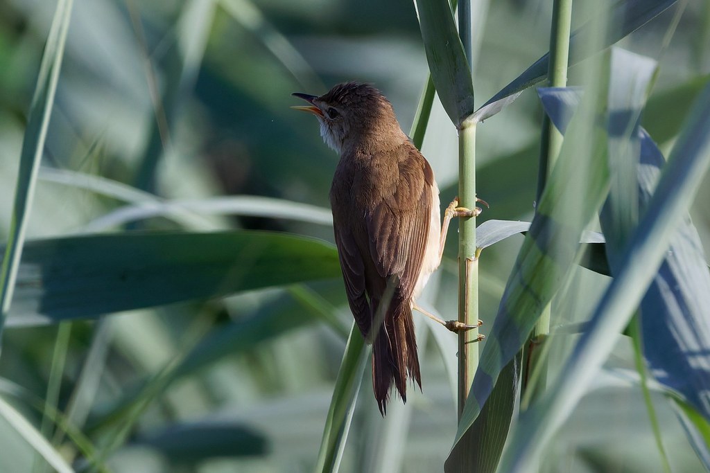Rousserolle effarvatte -Teichrohrsänger - Common Reed Warbler (Acrocephalus scirpaceus )