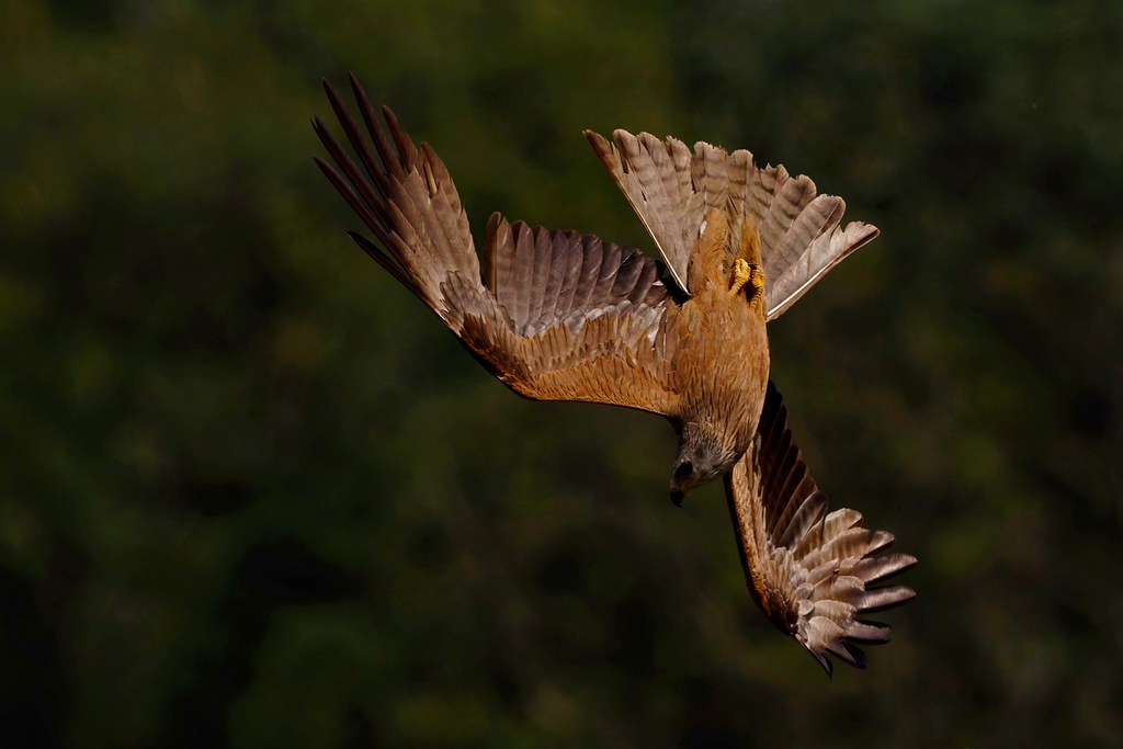 Milan noir - Black Kite - Schwarzmilan.