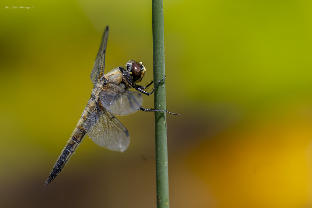 Libellula quadrimaculata