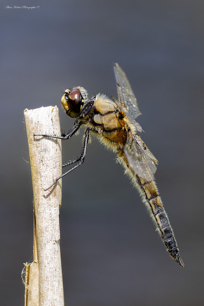 Libellula quadrimaculata