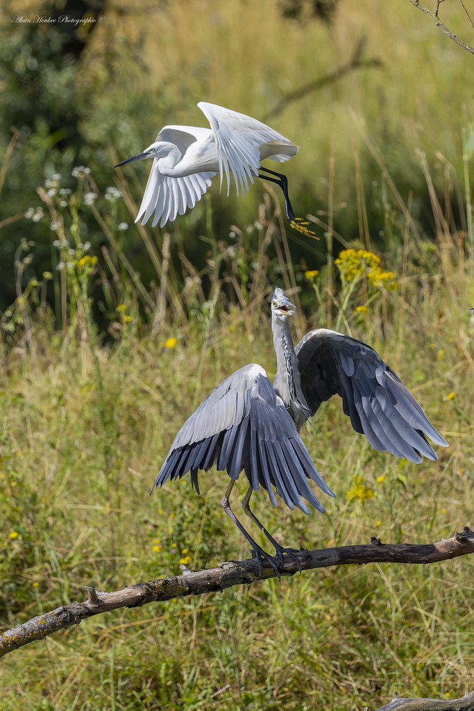 Aigrette garzette et Héron cendré