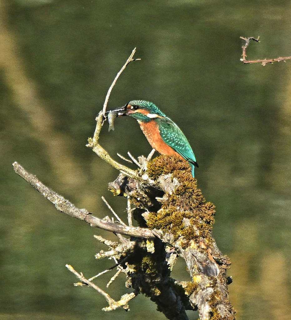 Kingfisher Breakfast