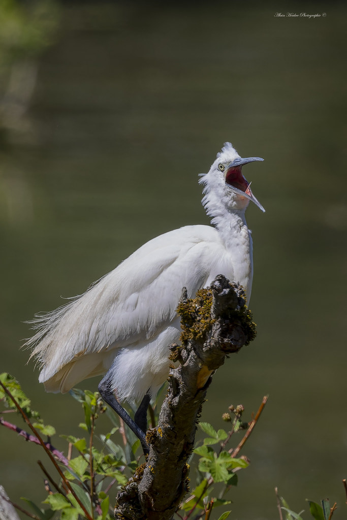 Aigrette garzette