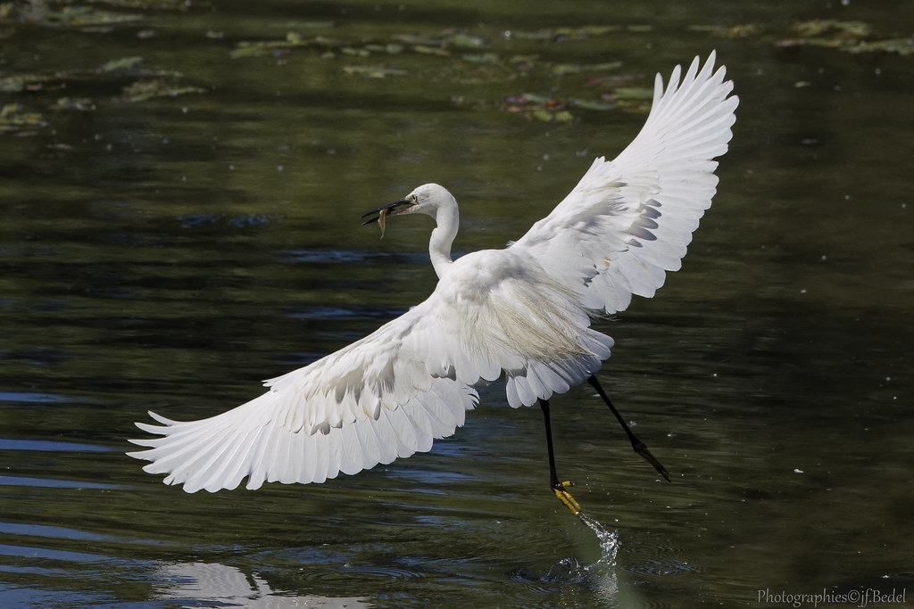 Aigrette garzette