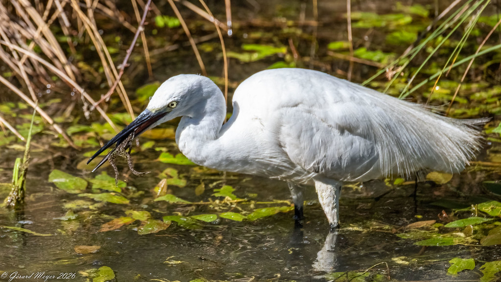Aigrette garzette.