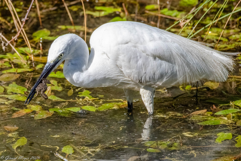 Aigrette garzette.