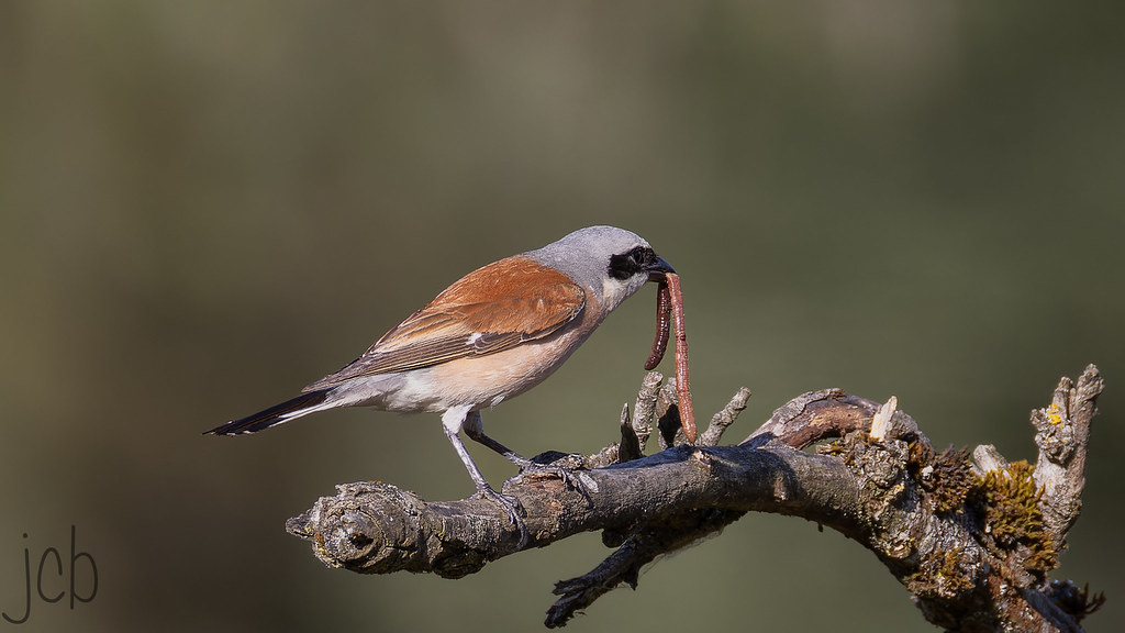Pie grièche écorcheur