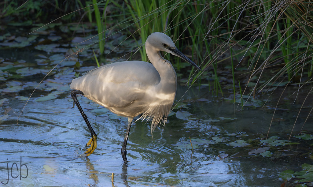 Aigrette garzette