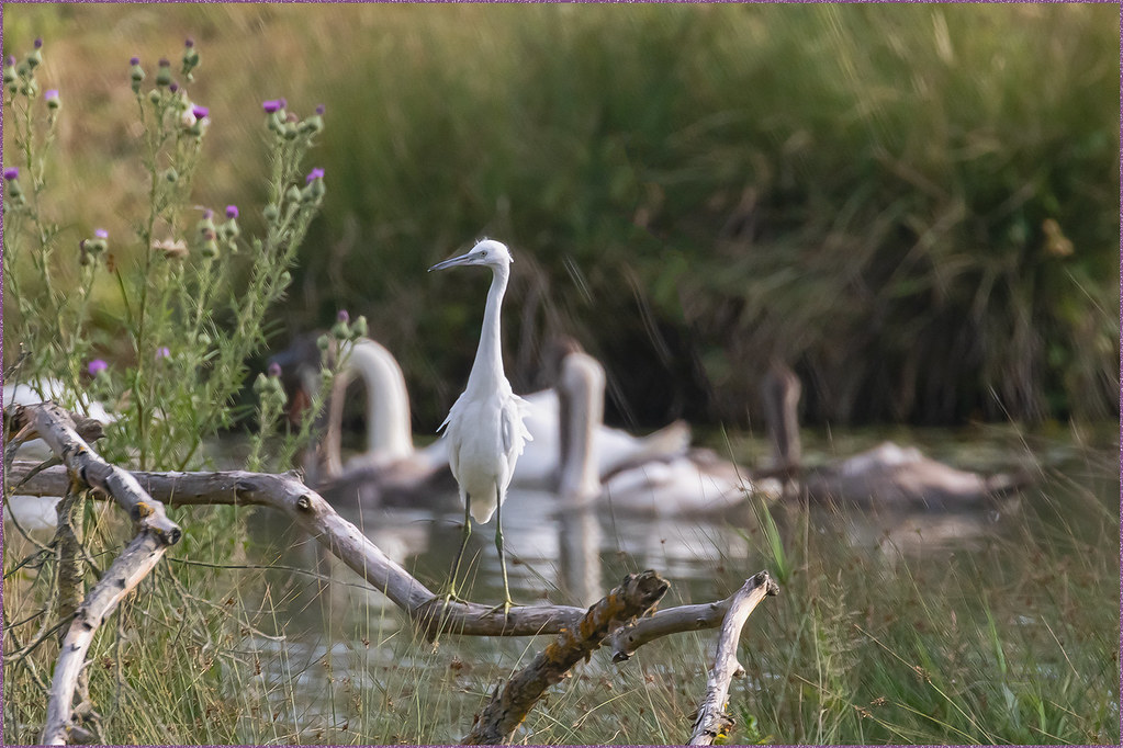 Aigrette garzette