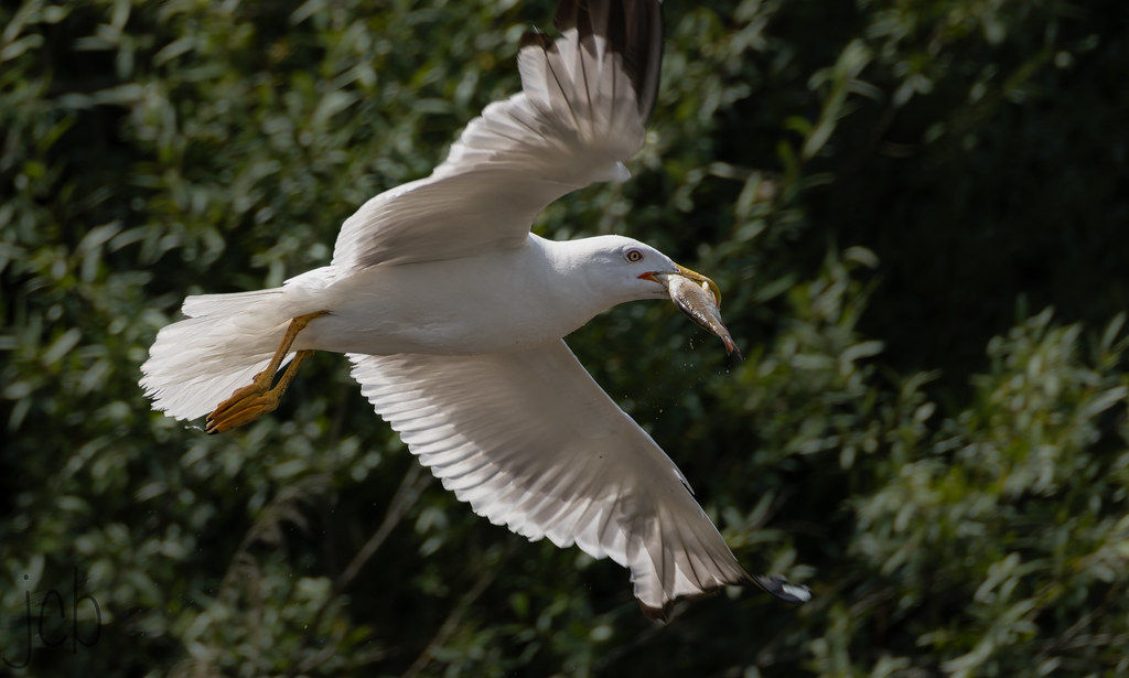 Goeland leucophé