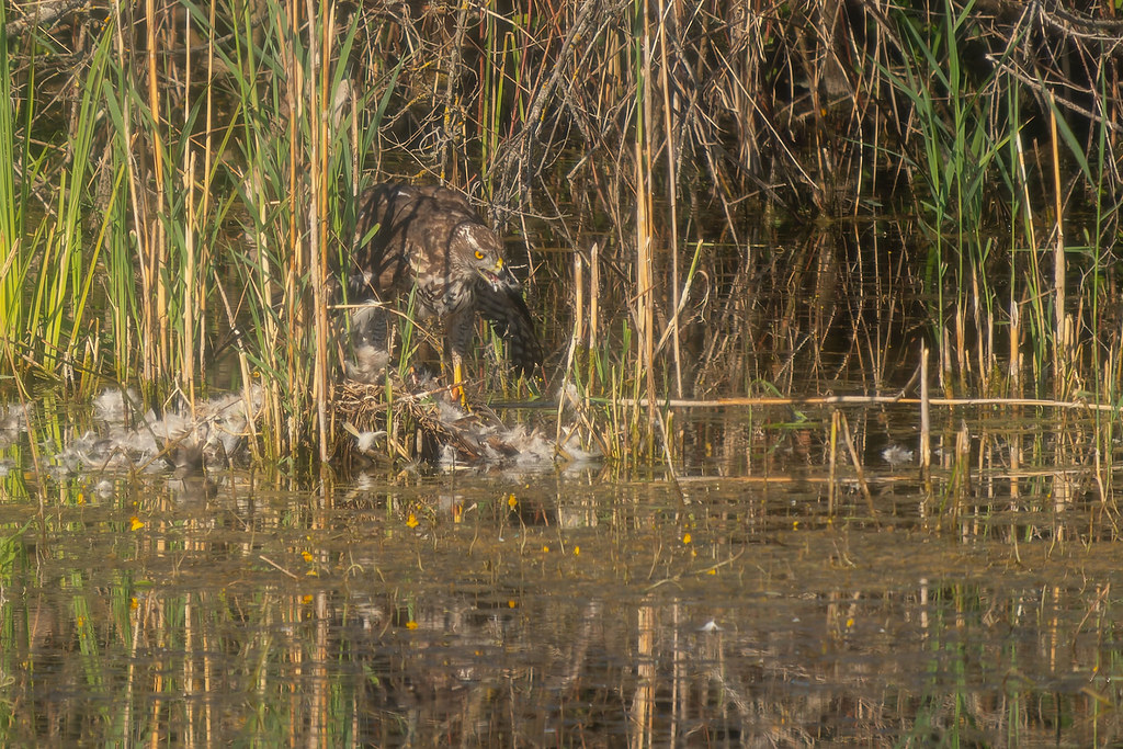 ©-R.Huber-Habicht-rupft-seine-Beute