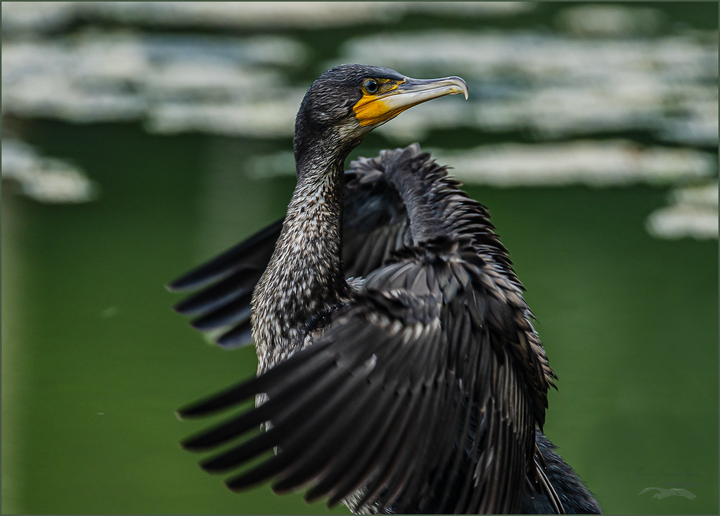 Cormoran