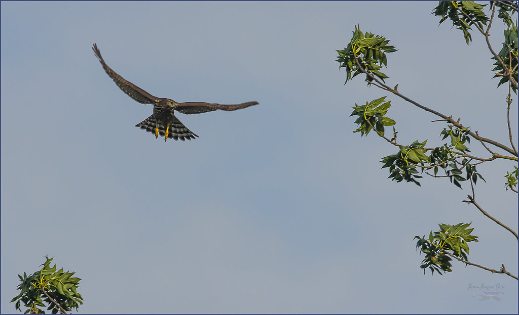Rapace