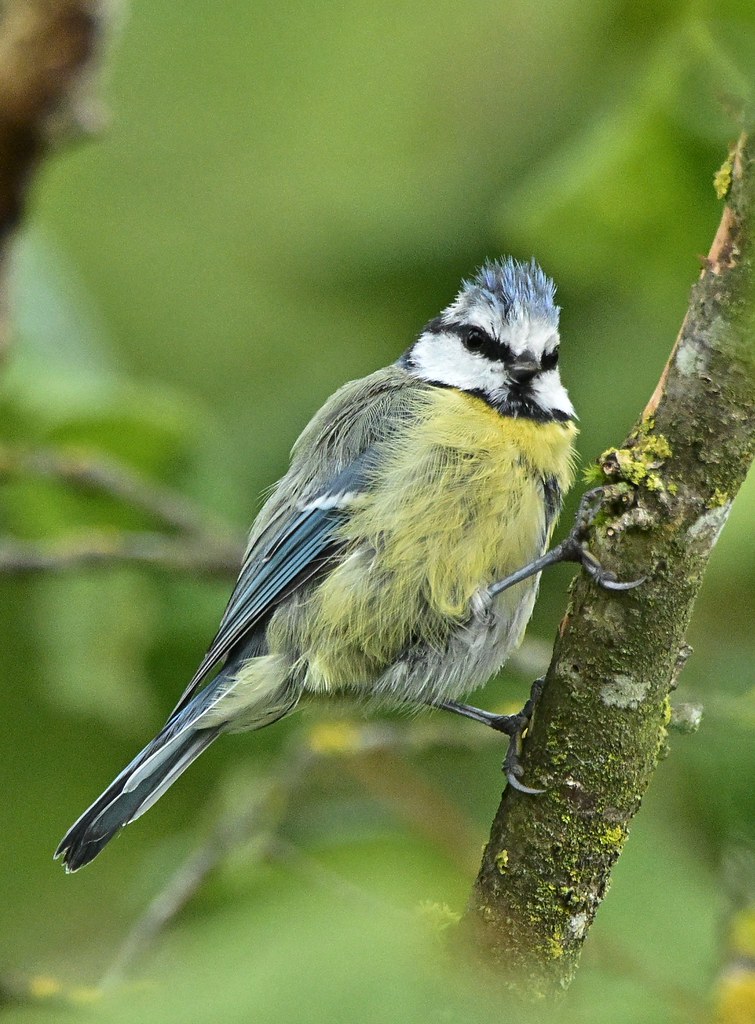 Blue Tit
