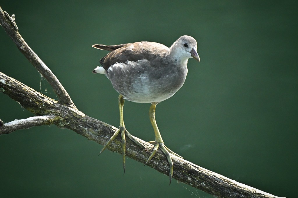 Juvenile Moorhen