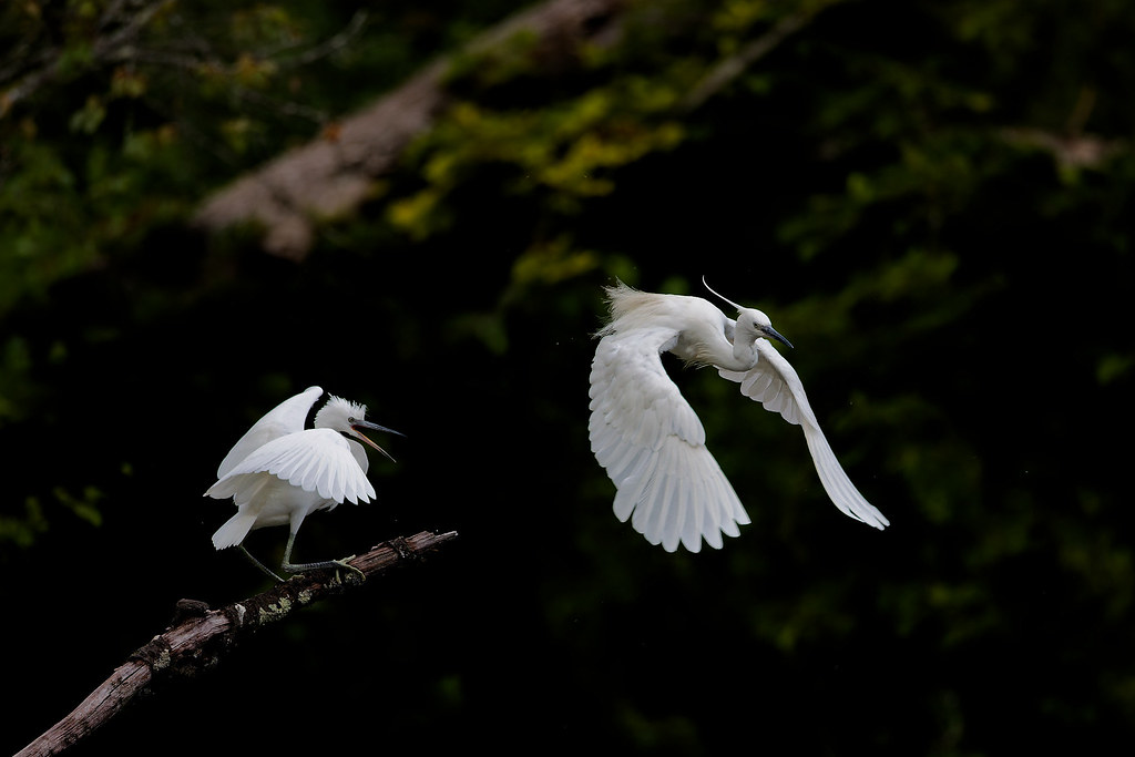 Aigrette garzette/Egretta garzetta