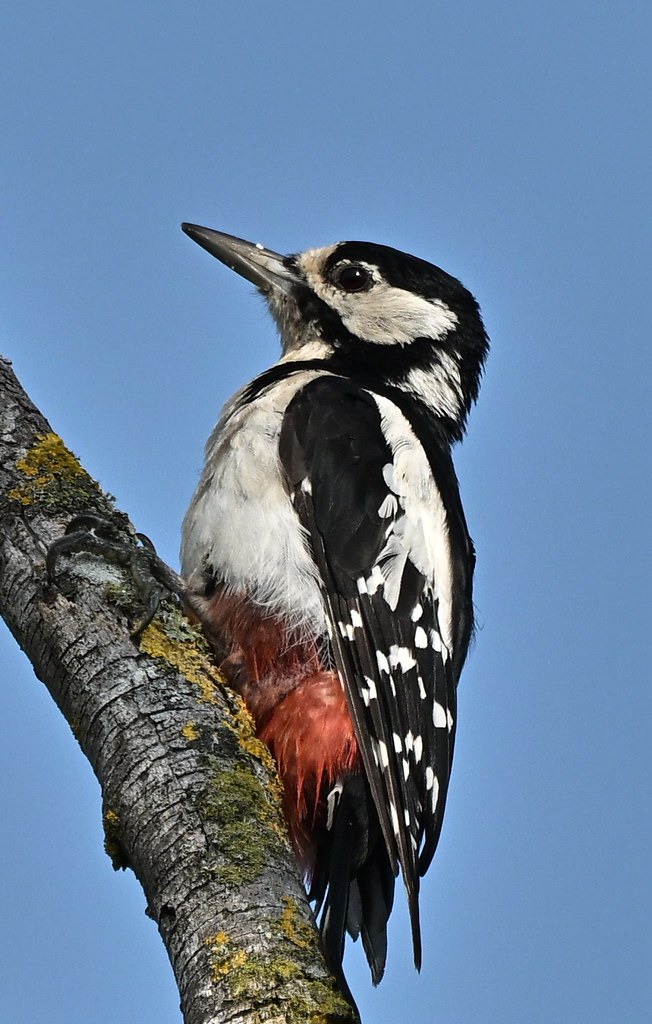 Great Spotted Woodpecker