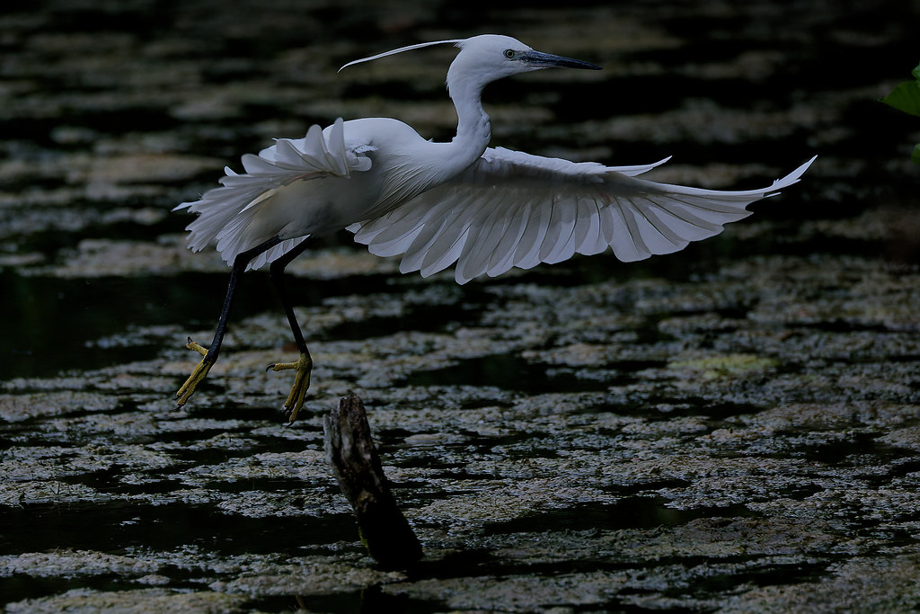 Aigrette garzette/Egretta garzetta